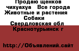Продаю щенков чихуахуа - Все города Животные и растения » Собаки   . Свердловская обл.,Краснотурьинск г.